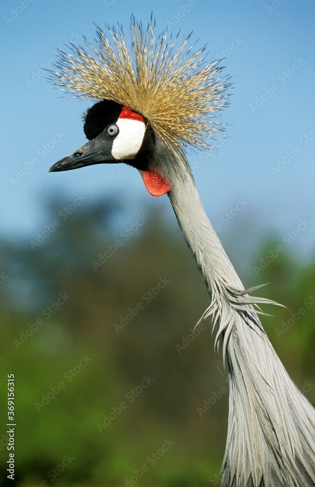Fototapeta premium GREY-CROWNED CRANE balearica regulorum, PORTRAIT OF ADULT, NAKURU PARK, KENYA