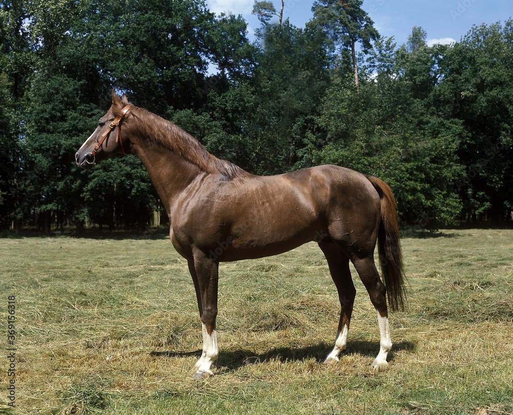 ARABIAN HORSE, ADULT STANDING ON GRASS ARABIAN HORSE, ADULT STANDING ON GRASS