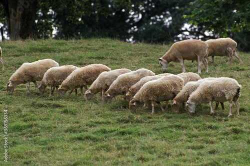 MANECH A TETE ROUSSE SHEEP, A FRENCH BREED, HERD EATING GRASS