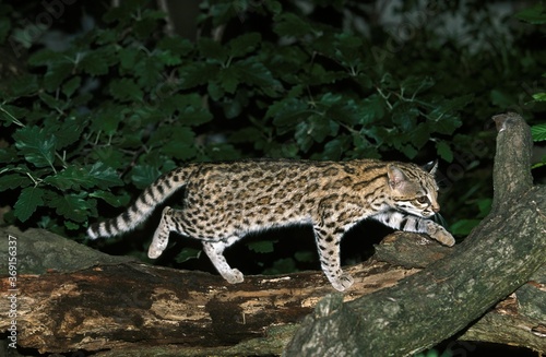 TIGER CAT OR ONCILLA leopardus tigrinus  ADULT STANDING ON BRANCH