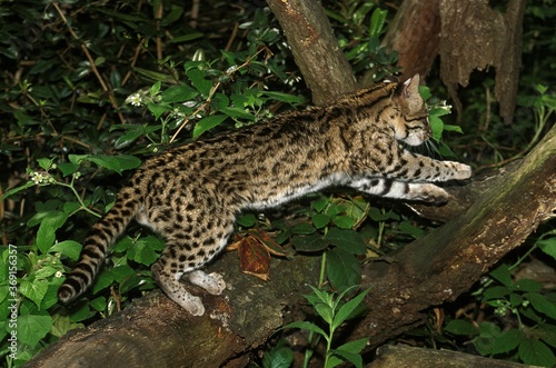 TIGER CAT OR ONCILLA leopardus tigrinus, ADULT LEAPING ON BRANCH