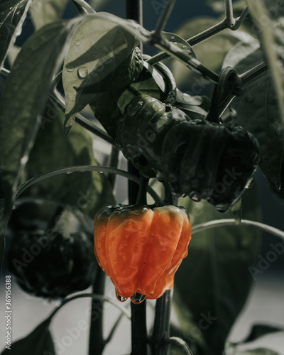 Health plant of chili pepper 