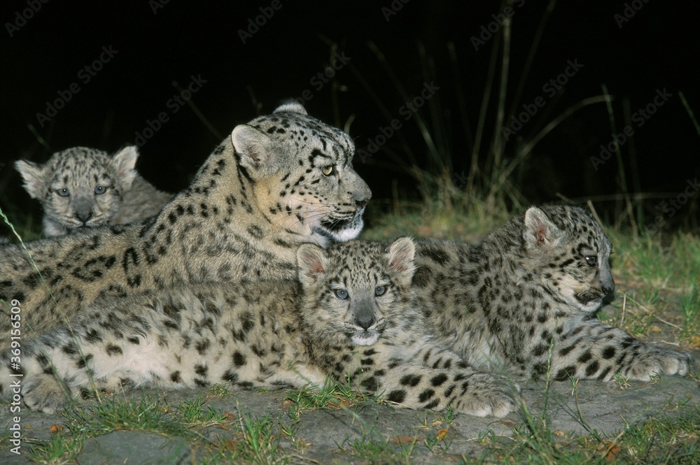Obraz premium SNOW LEOPARD OR OUNCE uncia uncia, MOTHER WITH CUB