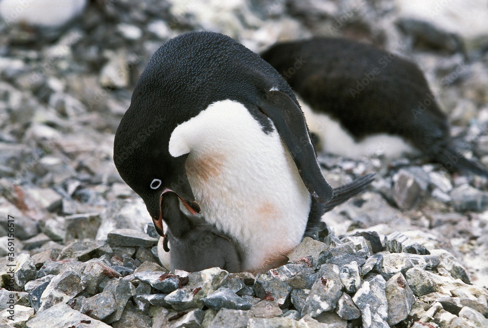 Fototapeta premium ADELIE PENGUIN pygoscelis adeliae, ADULT FEEDING CHICK, PAULET ISLAND, ANTARCTICA