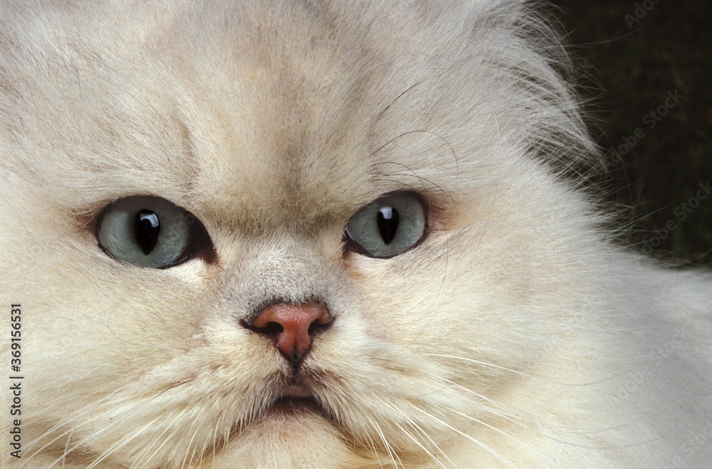 CHINCHILLA PERSIAN CAT, HEAD CLOSE-UP OF ADULT