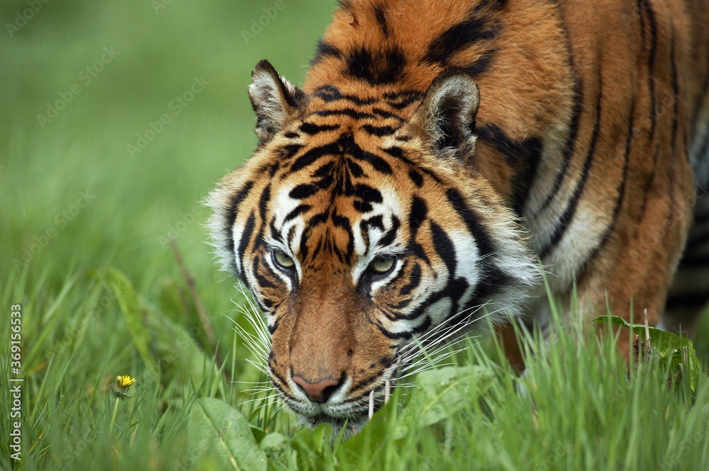 SUMATRAN TIGER panthera tigris sumatrae, ADULT SMELLING GRASS SUMATRAN TIGER panthera tigris sumatrae, ADULT SMELLING GRASS