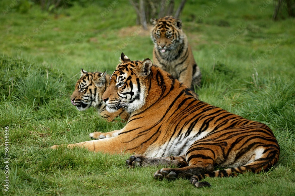 SUMATRAN TIGER panthera tigris sumatrae, FEMALE WITH CUB SUMATRAN TIGER panthera tigris sumatrae, FEMALE WITH CUB