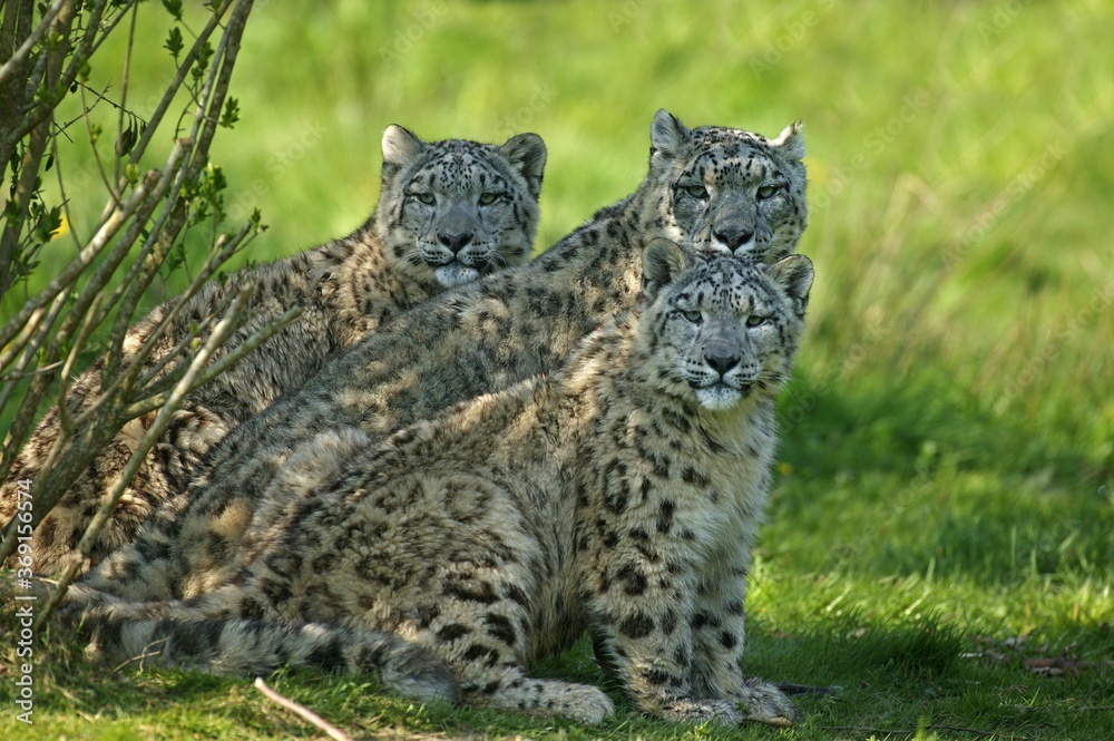 Obraz premium SNOW LEOPARD OR OUNCE uncia uncia, MOTHER WITH CUB
