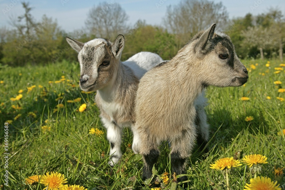 PYGMY GOAT OR DWARF GOAT capra hircus, 3 MONTHS OLD BABY WITH FLOWERS PYGMY GOAT OR DWARF GOAT capra hircus, 3 MONTHS OLD BABY WITH FLOWERS