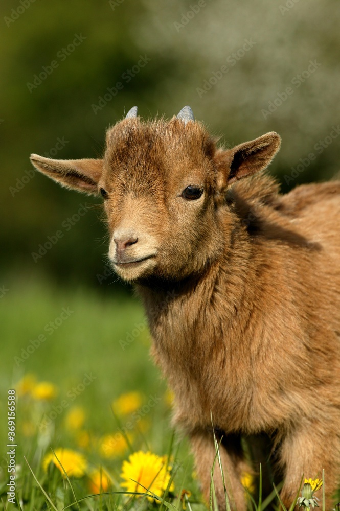 Fototapeta premium PYGMY GOAT OR DWARF GOAT capra hircus, 3 MONTHS OLD BABY WITH FLOWERS