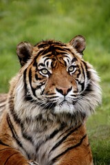 Tableau sur verre  SUMATRAN TIGER panthera tigris sumatrae, PORTRAIT OF ADULT  © slowmotiongli