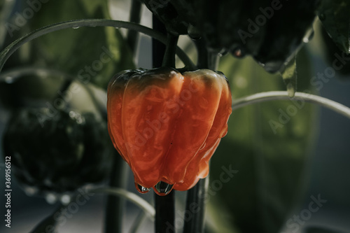 Health plant of chili pepper 