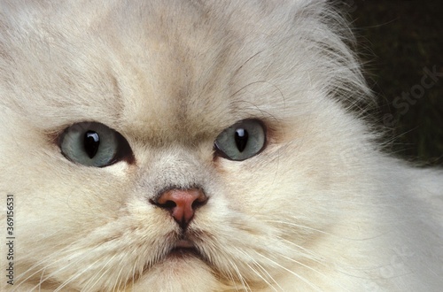 CHINCHILLA PERSIAN CAT, HEAD CLOSE-UP OF ADULT