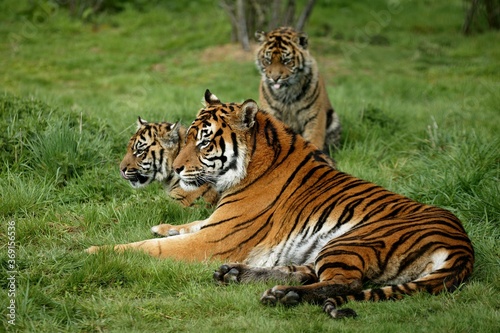 SUMATRAN TIGER panthera tigris sumatrae  FEMALE WITH CUB