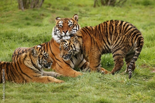 SUMATRAN TIGER panthera tigris sumatrae  FEMALE WITH CUB