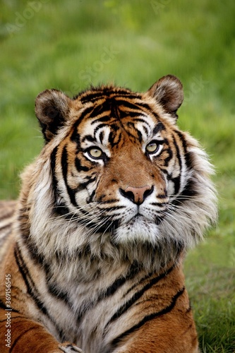 SUMATRAN TIGER panthera tigris sumatrae  PORTRAIT OF ADULT