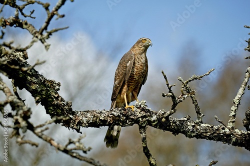 EUROPEAN SPARROWHAWK accipiter nisus, ADULT STANDING ON BRANCH, NORMANDY IN FRANCE