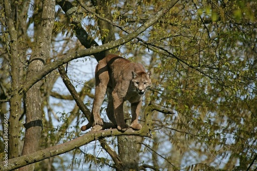 COUGAR puma concolor, ADULT STANDING IN TREE