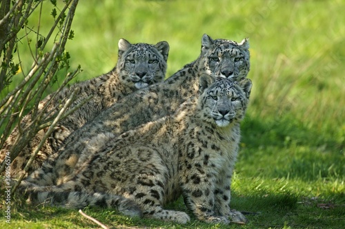 SNOW LEOPARD OR OUNCE uncia uncia, MOTHER WITH CUB