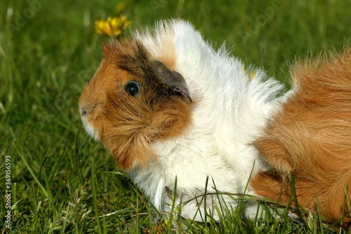 GUINEA PIG cavia porcellus, ADULT STANDING ON GRASS photo