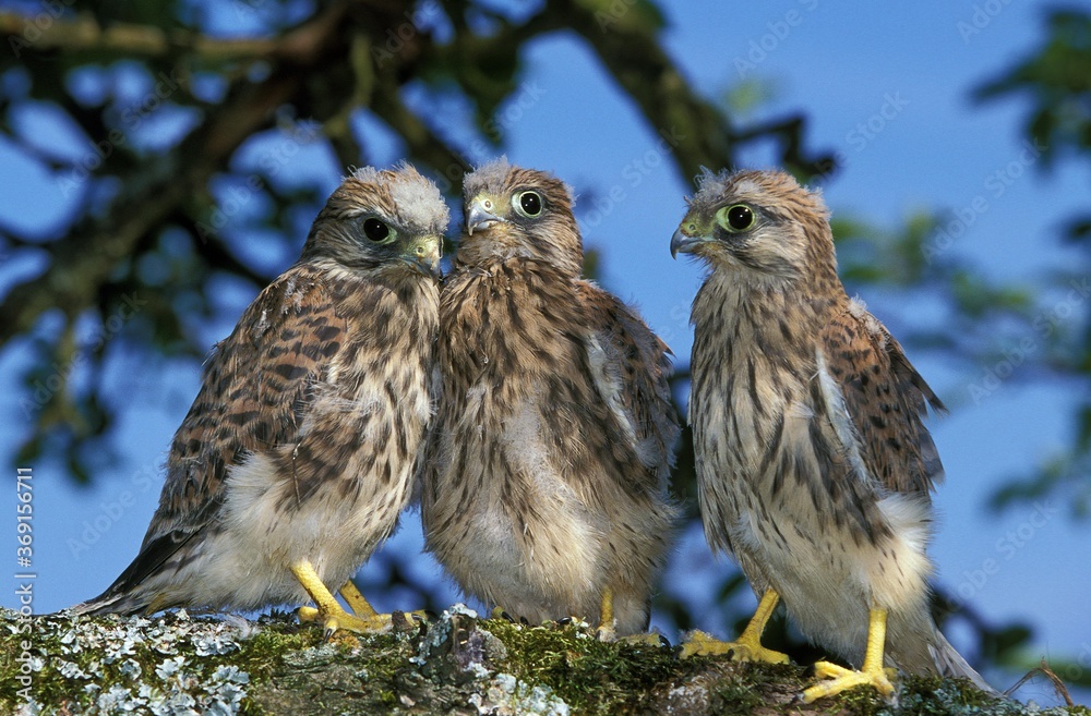 COMMON KESTREL falco tinnunculus, CHICK STANDING ON BRANCH, NORMANDY IN FRANCE COMMON KESTREL falco tinnunculus, CHICK STANDING ON BRANCH, NORMANDY IN FRANCE