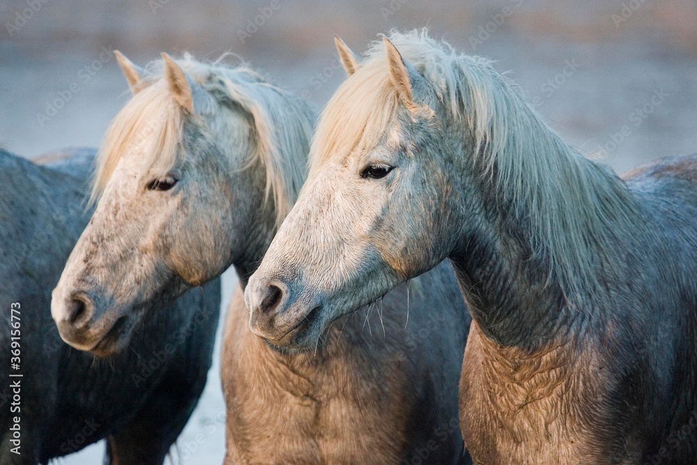 Obraz premium CAMARGUE HORSE, SAINTES MARIE DE LA MER IN THE SOUTH OF FRANCE