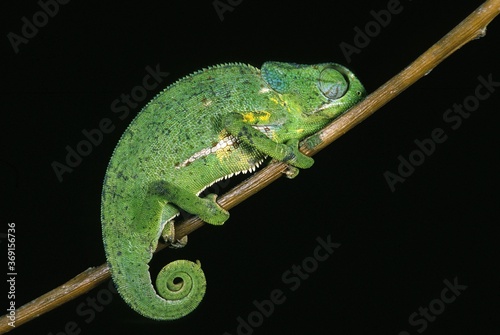 FLAP-NECKED CHAMELEON chamaeleo dilepis, ADULT STANDING ON BRANCH