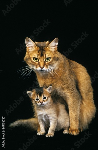 SOMALI CAT, FEMALE WITH KITTEN