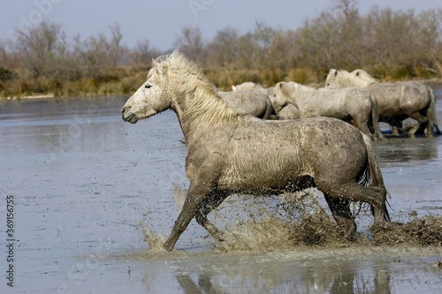 CAMARGUE HORSE  HERD STANDING IN WATER  SAINTES MARIE DE LA MER IN THE SOUTH OF FRANCE