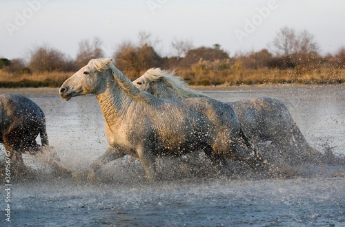 CAMARGUE HORSE  HERD GALLOPING IN SWAMP  SAINTES MARIE DE LA MER IN THE SOUTH OF FRANCE