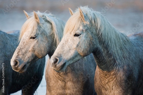 Fototapeta Naklejka Na Ścianę i Meble -  CAMARGUE HORSE, SAINTES MARIE DE LA MER IN THE SOUTH OF FRANCE