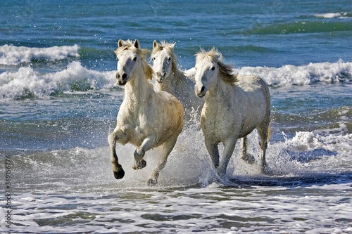 Fototapeta Naklejka Na Ścianę i Meble -  CAMARGUE HORSE, HERD GALLOPING ON BEACH, SAINTES MARIE DE LA MER IN THE SOUTH OF FRANCE