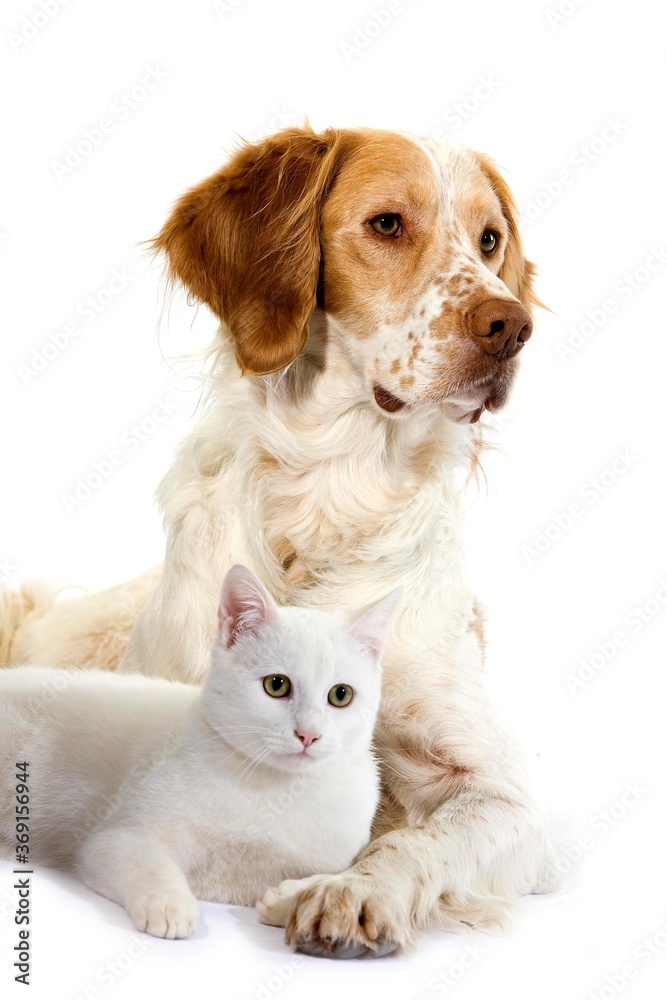 FRENCH SPANIEL (CINNAMON COLOR) AND WHITE DOMESTIC CAT