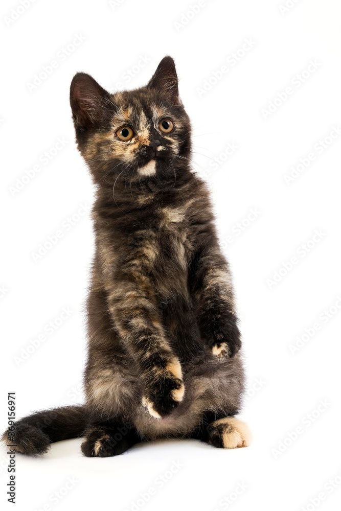 Obraz premium BLACK TORTOISE-SHELL BRITISH SHORTHAIR KITTEN, PLAYING AGAINST WHITE BACKGROUND