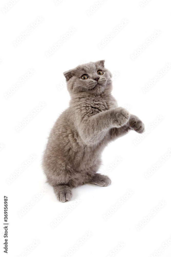 BLUE SCOTTISH FOLD CAT, 2 MONTHS OLD KITTEN PLAYING ON HIND LEGS