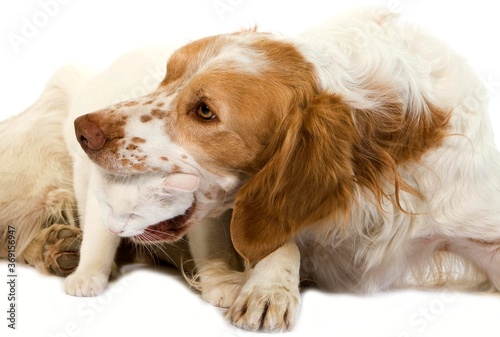 FRENCH SPANIEL (CINNAMON COLOR) PLAYING WITH A WHITE DOMESTIC CAT