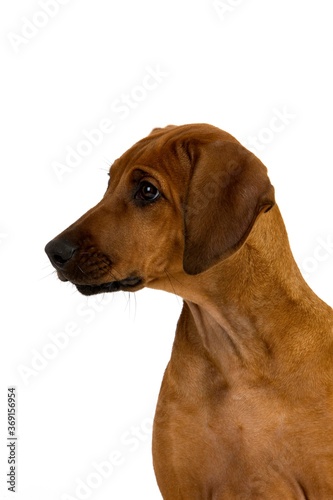RHODESIAN RIDGEBACK DOG, PORTRAIT OF 3 MONTHS OLD PUP © slowmotiongli