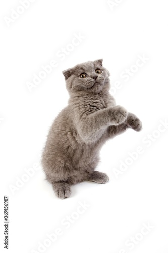 BLUE SCOTTISH FOLD CAT, 2 MONTHS OLD KITTEN PLAYING ON HIND LEGS