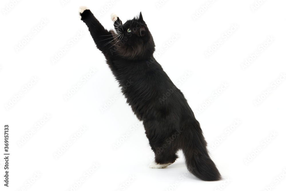 BLACK AND WHITE SIBERIAN CAT, FEMALE STANDING ON HIND LEGS AGAINST WHITE BACKGROUND BLACK AND WHITE SIBERIAN CAT, FEMALE STANDING ON HIND LEGS AGAINST WHITE BACKGROUND
