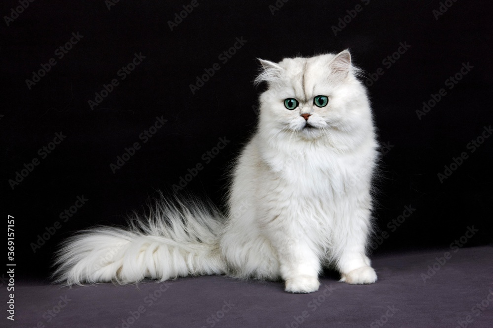 CHINCHILLA PERSIAN CAT, ADULT WITH GREEN EYES