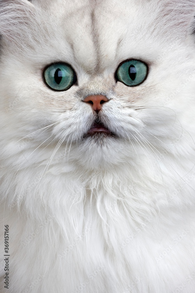 CHINCHILLA PERSIAN CAT, PORTRAIT OF ADULT WITH GREEN EYES