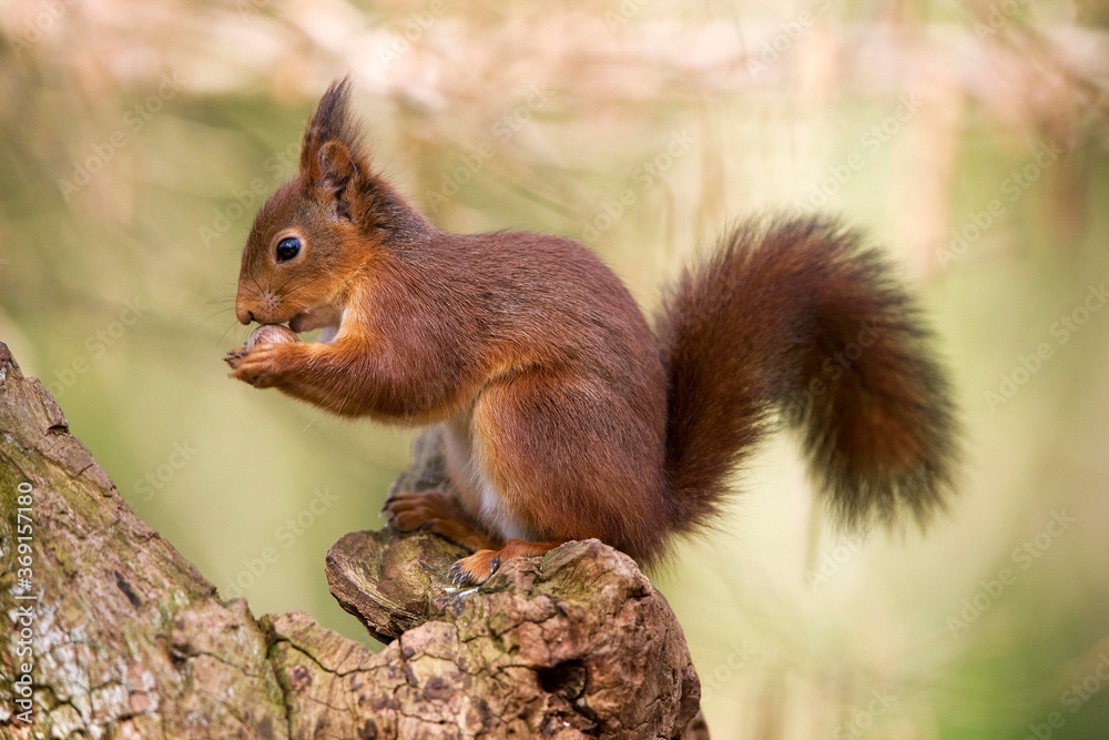 RED SQUIRREL sciurus vulgaris, ADULT EATING HAZELNUT, NORMANDY IN FRANCE RED SQUIRREL sciurus vulgaris, ADULT EATING HAZELNUT, NORMANDY IN FRANCE