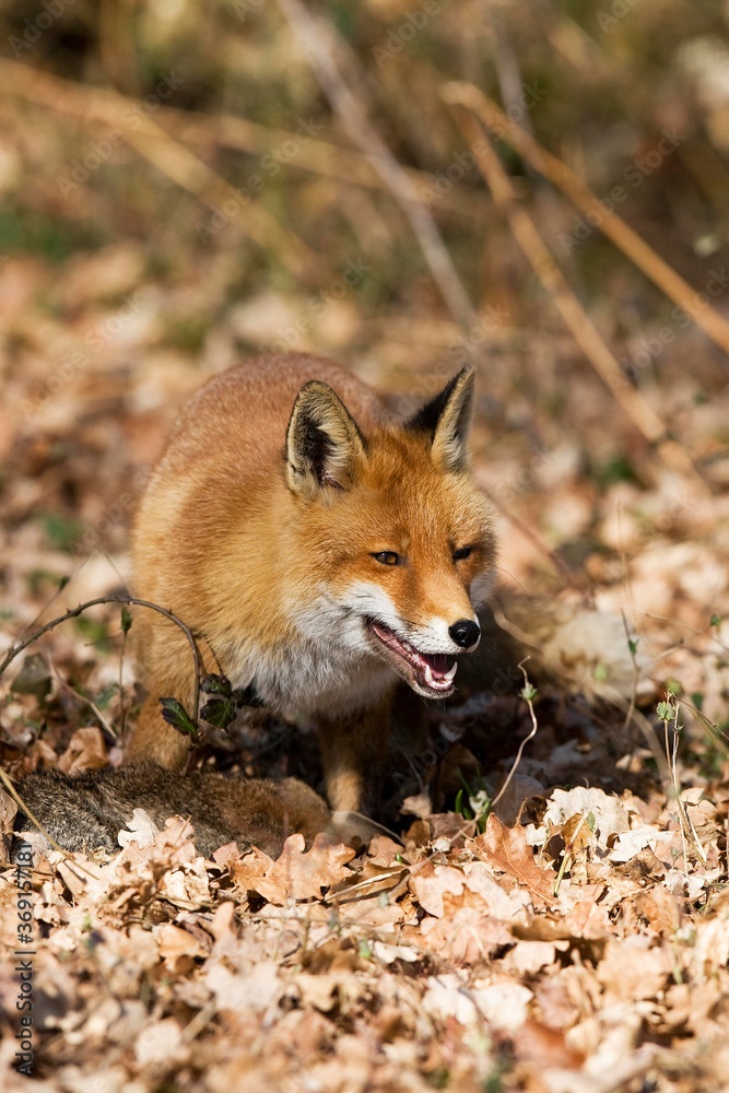 Obraz premium RED FOX vulpes vulpes, ADULT WITH A KILL, EUROPEAN RABBIT, NORMANDY IN FRANCE