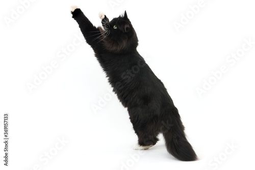 BLACK AND WHITE SIBERIAN CAT, FEMALE STANDING ON HIND LEGS AGAINST WHITE BACKGROUND