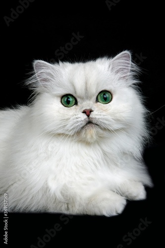 CHINCHILLA PERSIAN CAT, ADULT WITH GREEN EYES