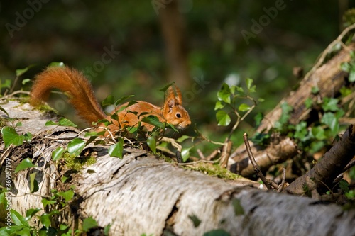RED SQUIRREL sciurus vulgaris  ADULT STANDING ON BRANCH  NORMANDY IN FRANCE