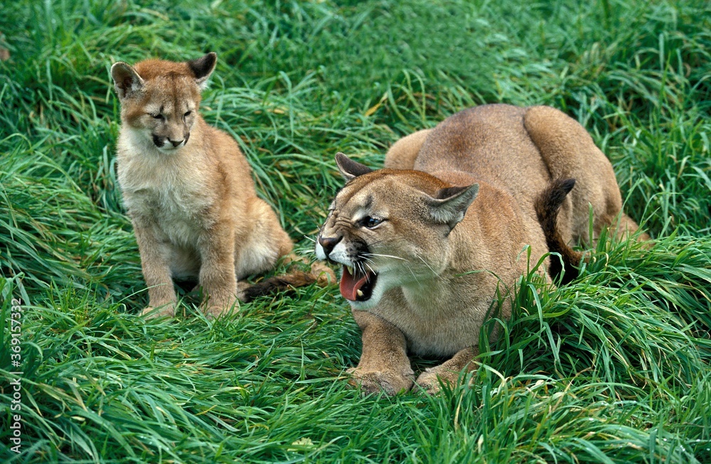 Fototapeta premium COUGAR puma concolor, MOTHER GROWLING WITH CUB