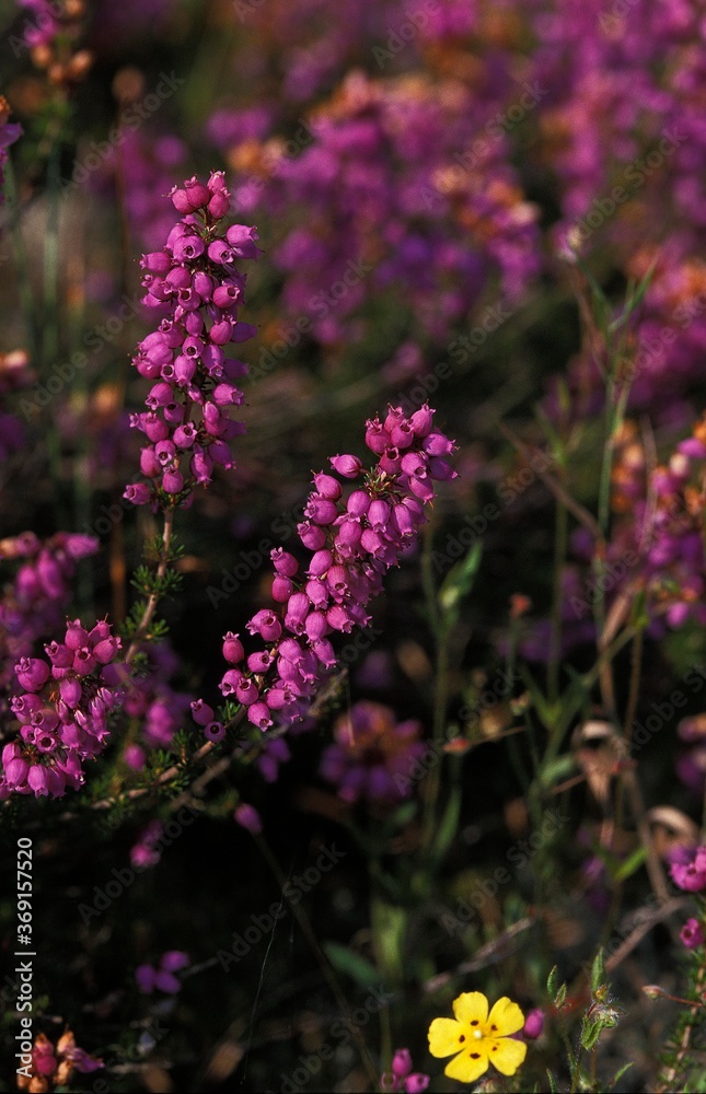 Obraz premium HEATHER IN SOLOGNE, A FRENCH REGION