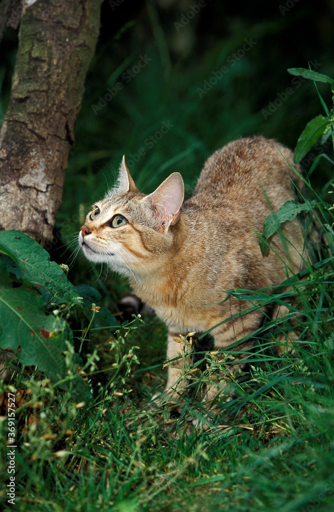 AFRICAN WILDCAT felis silvestris lybica, ADULT STANDING ON GRASS AFRICAN WILDCAT felis silvestris lybica, ADULT STANDING ON GRASS