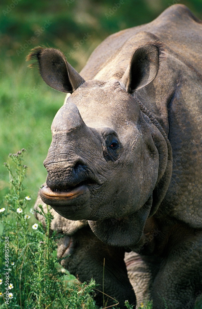 Fototapeta premium INDIAN RHINOCEROS rhinoceros unicornis, PORTRAIT OF FEMALE